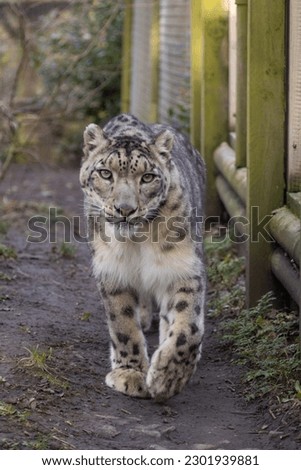Portrait of a male Snow Leopard