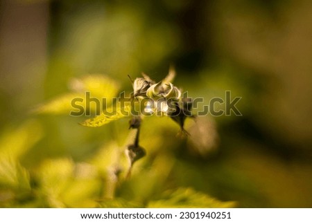 Abstract green background with organic motive