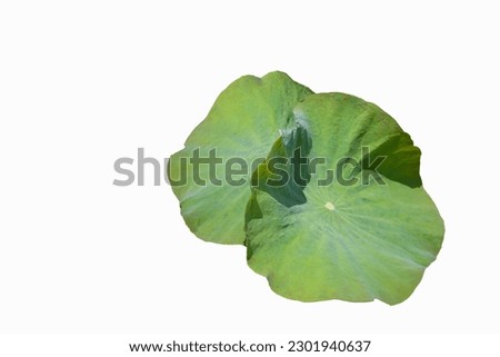 Lotus leaf and isolated on white background .