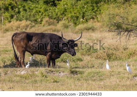 bull and herons in Camargue,  France  Royalty-Free Stock Photo #2301944433