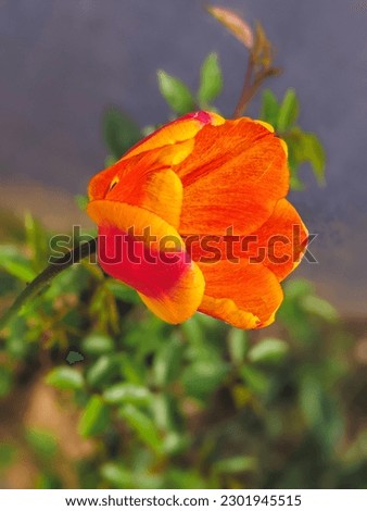 Closeup of red orange tulip with pistil, surrounded by green background.
