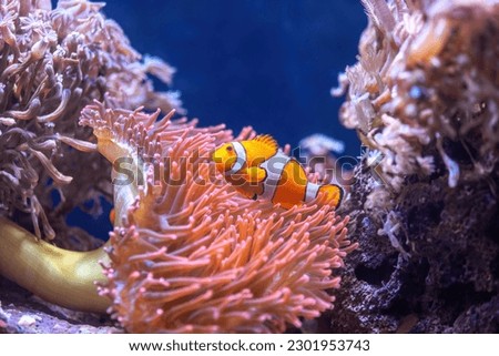 Orange Ocellaris clownfish swimming in deep ocean. Cute Amphiprion ocellaris or false percula clown fish swim in fishtank. Colorful bright small fish and Bubble-tip Anemone in aquarium, real sea life