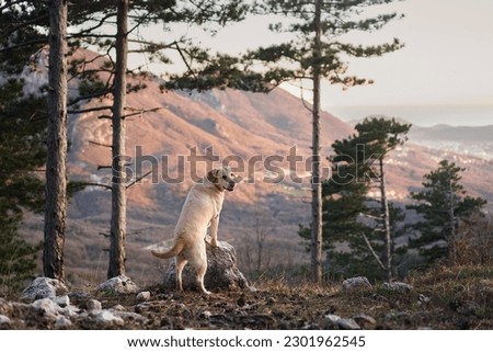dog in the forest at sunset against the backdrop of mountains. Fawn labrador retriever in nature