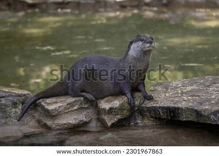 Portrait of a female Asian Small Clawed Otter