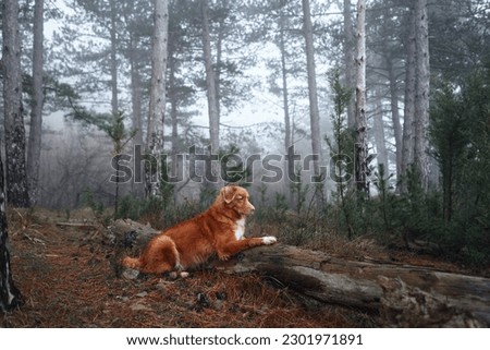 Red dog in a foggy forest laid her head on a log. Nova Scotia duck tolling retriever in nature. Hiking with a pet. forest fairy tale