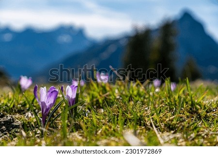 Enchanting alpine crocuses spring flowers on a mountain meadow in Tannheimer valley Royalty-Free Stock Photo #2301972869