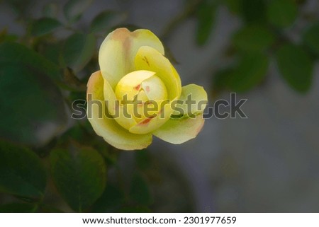 Camelia shaped rose bud. Blooming before the night. 