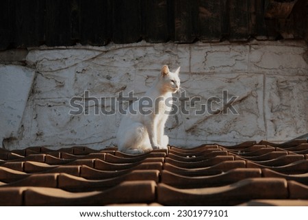 Sunbathing white cat on the roof