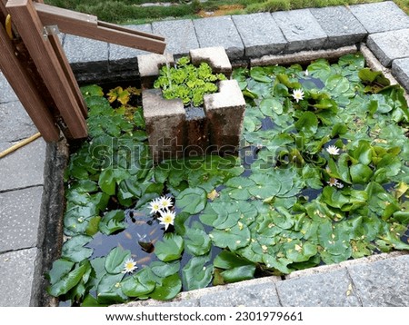 Photo of a fish pond covered in lotus leaves.