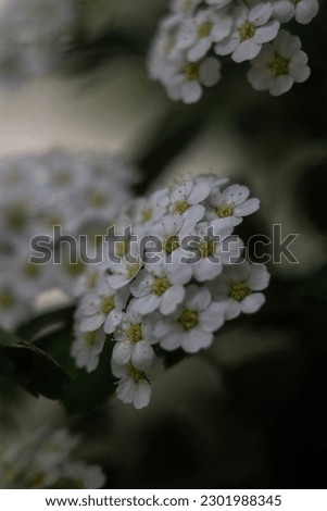 small white flowers in the garden