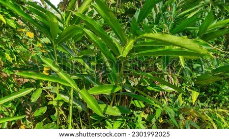 close up of green cardamom plant