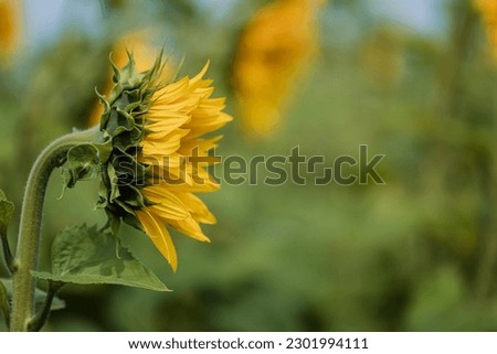 Sunflower flower closeup. Growing organic crops in Ukraine. Restoration of agriculture after the war, the revival of the country.