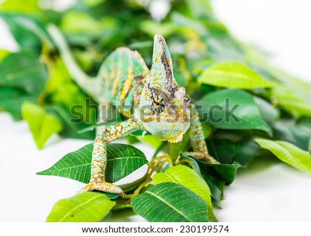 Picture of a Veiled Chameleon sat on green leaves 
