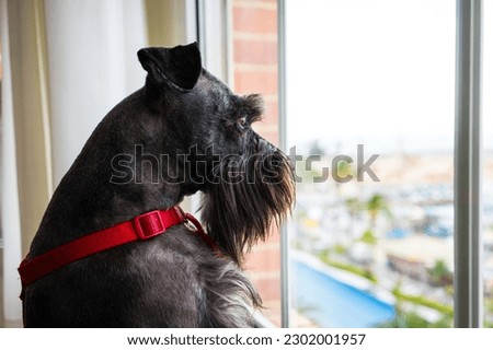 puppy sitting on the window looking out the window. cute little dog looking towards the window, waiting for his owner. Pets indoors