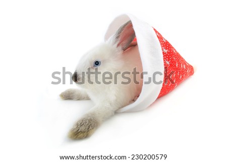 white rabbit with santa cap