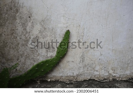A photo of a mini cactus with an aesthetic wall background in the morning.