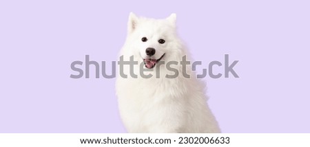 Cute Samoyed dog on lilac background   Royalty-Free Stock Photo #2302006633