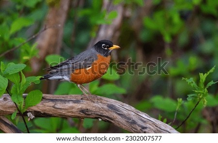 Small Colorfull Bird Sitting on a Branch in a park. Zoom. Port Moody, Vancouver, British Columbia, Canada. Wildlife Picture
