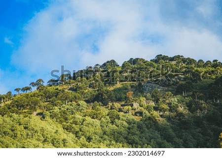 Green mountain and blue sky forest landscape Royalty-Free Stock Photo #2302014697