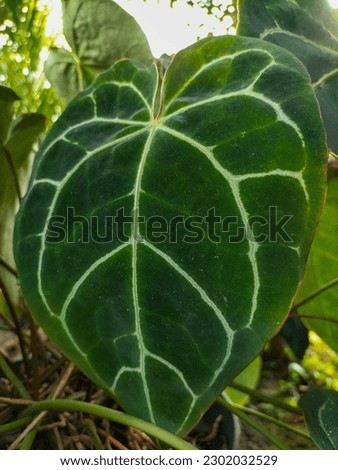 Large green flowers. It has exceptional texture and exceptional veins