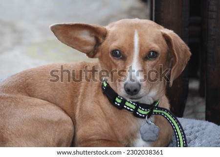 A young Chiweenie, a mix of Chihuahua and Dachshund dog breeds, laying on a grey bed inside a suburban home. The adorable puppy is resting, but alert with one ear standing up.