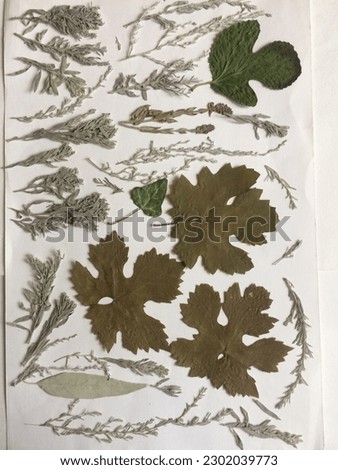 Grey wormwood and grape leaves