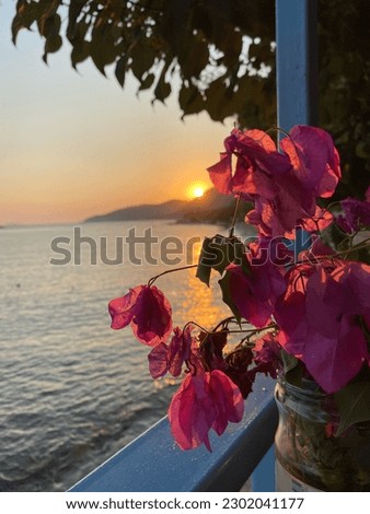 Bougainvillea flowers on the porch of a summer house overlooking the sea at sunset in a coastal town. Flowers blowing in the wind in a cottage. pink flower silhouettes, calm happy mood, and a photo wi