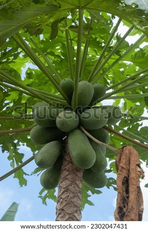 Unripe papaya fruit picture. young papaya tree have fruit but not ready to farm