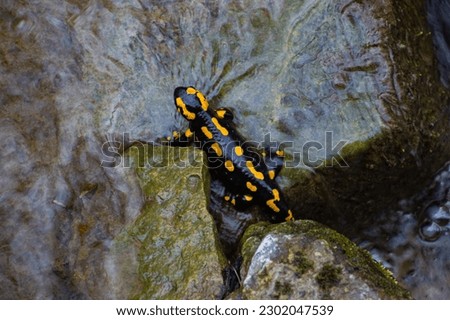 Fire Salamander on a rock in a stream of water