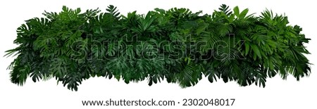 Tropical leaves of Asia isolated on white background,clipping path included. Royalty-Free Stock Photo #2302048017