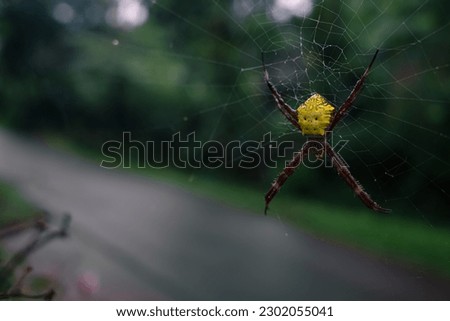 the beauty of spiders in nature