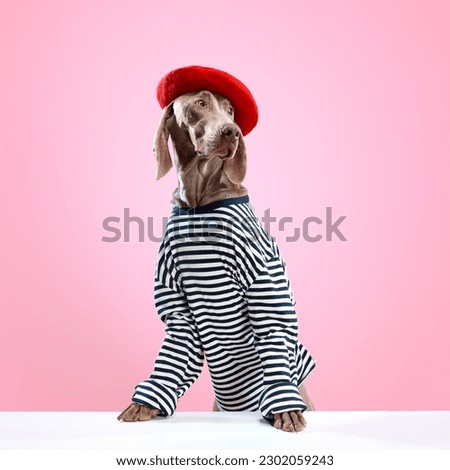 Cute Weimaraner portrait wearing stylish striped costume with beret over pink studio background. Dressed dog. Pet clothes and supplies. Concept of friend, fashion, love, care, animal health