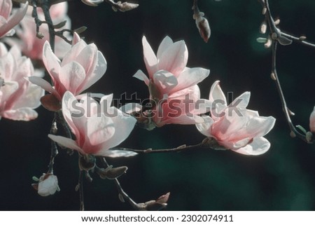 Saucer Magnolia (Magnolia x soulangiana)
