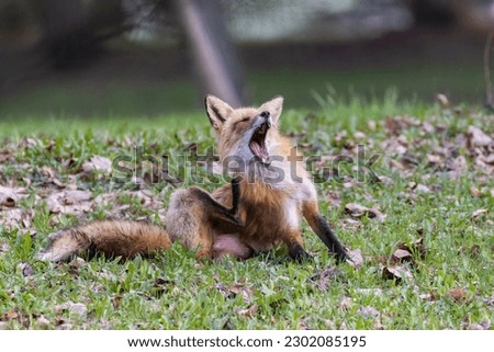 Female red fox in spring