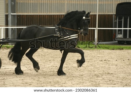 Friesian horse in front of carriage Royalty-Free Stock Photo #2302086361