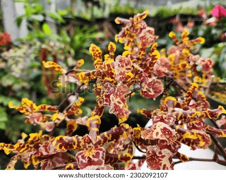 Oncidium Dancing - Lady Tiger  Orchid Flowers Super Red Yellow 02