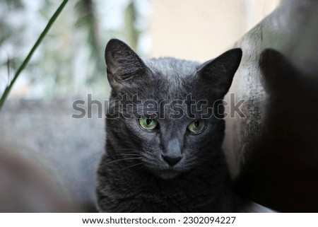 soft and shiny gray cat with yellow eyes staring into the house. caring pet companion and friend
