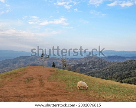 The morning air was slightly foggy overlooking  mountains, sky, tree,  clouds and the fat sheep standing alone on the farm foraging for food. Sheep farm in fresh morning. sheep standing on the ground Royalty-Free Stock Photo #2302096815