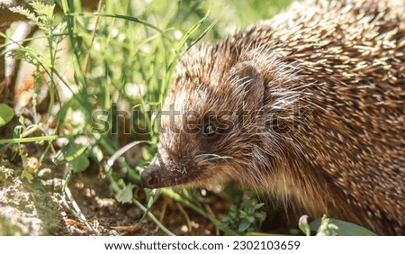 Hedgehog in the grass. Cute prickly animal in the garden in summer. Predator looking for prey on a sunny day.

