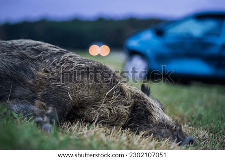 Wildlife accident dead wild boar on meadow car with total loss and headlights of an upcoming car in the background in the twilight Royalty-Free Stock Photo #2302107051
