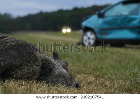 Wildlife accident dead wild boar on meadow car with total loss and headlights of an upcoming car in the background in the twilight Royalty-Free Stock Photo #2302107541