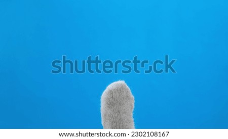 Funny touches of a gray cat's paw on a blue screen. Cat's paw chromakey on the background.