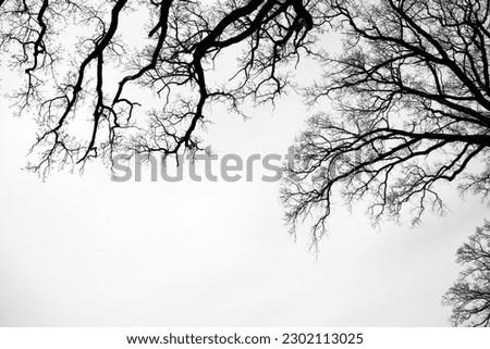 Leafless oak branches. Gothic background. Silhouettes of dark branches of tree with dramatic sky. Branches of a tree in black and white. Natural oak tree silhouette on a white background