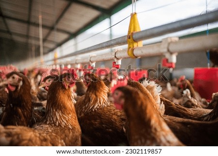 This beautiful image showcases free-range egg-laying chickens in both a field and a commercial chicken coop. The photograph captures the natural beauty of these birds and their living environment.