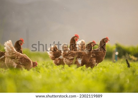 This beautiful image showcases free-range egg-laying chickens in both a field and a commercial chicken coop. The photograph captures the natural beauty of these birds and their living environment. Royalty-Free Stock Photo #2302119889