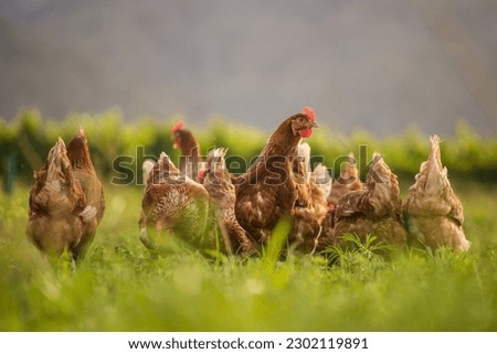 This beautiful image showcases free-range egg-laying chickens in both a field and a commercial chicken coop. The photograph captures the natural beauty of these birds and their living environment. Royalty-Free Stock Photo #2302119891