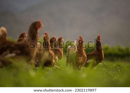 This beautiful image showcases free-range egg-laying chickens in both a field and a commercial chicken coop. The photograph captures the natural beauty of these birds and their living environment. Royalty-Free Stock Photo #2302119897