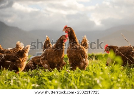 This beautiful image showcases free-range egg-laying chickens in both a field and a commercial chicken coop. The photograph captures the natural beauty of these birds and their living environment. Royalty-Free Stock Photo #2302119923