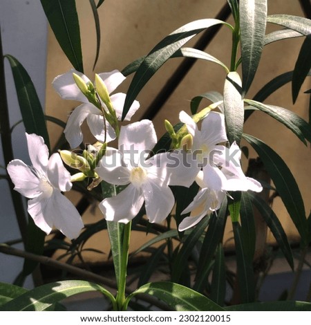 Oleander flower picture nature beauty
 
