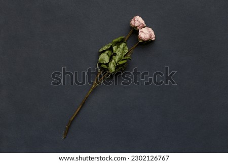Dried rose branch on black background top view with space for text. The concept of loneliness or age. Unhappy love. A loss. Sadness.